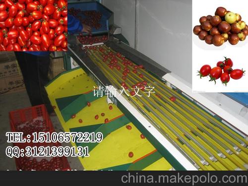 供应微薯,砂糖桔,小土豆分级机,圣女果直径分选机图片