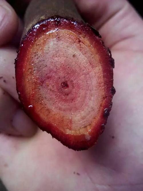 各位大侠这红红的血藤叫啥药名?