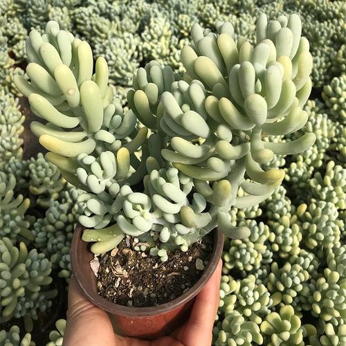 香蕉美人可爱爱萌香气气多植物景观花园阳台多肉植物