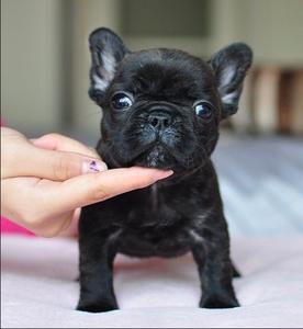 纯种法国斗牛犬幼犬法斗狗狗法牛宠物犬黑色虎皮虎斑宠物狗活体