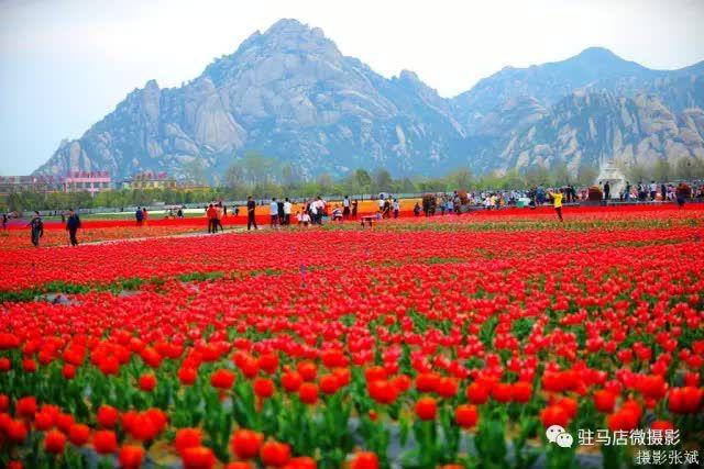 郁见春天 相约嵖岈 2021年嵖岈山第八届郁金香文化节3