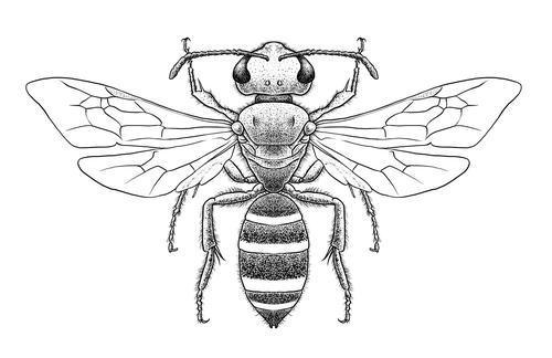 昆虫记插图简笔画