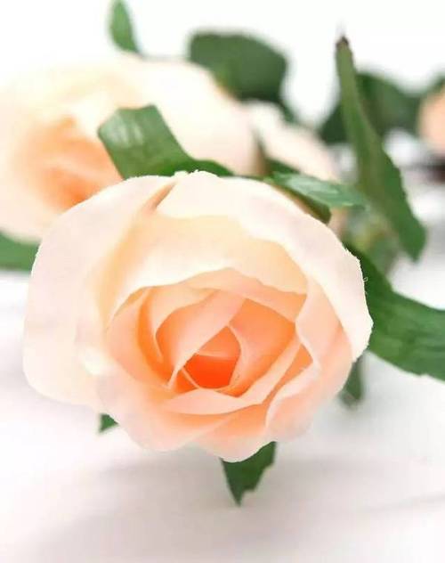 "肉色玫瑰"的别样人生