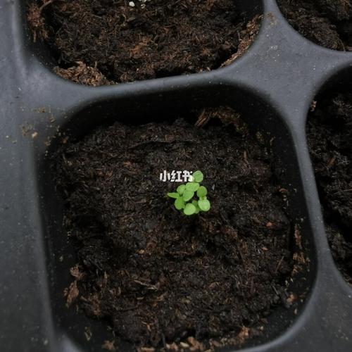 六倍利(半边莲)_家装_家居_家居装饰_家居家装_家居