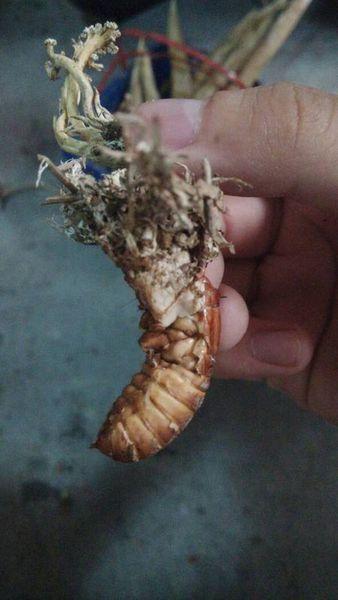 冬虫夏草的虫体是蝙蝠蛾幼虫,像毛毛虫的.