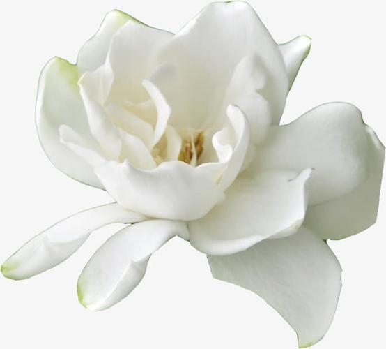 栀子花免抠素材免费下载_觅元素51yuansu.com