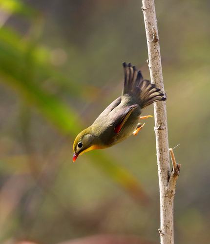 "我心飞翔"系列之三 ——红嘴相思鸟