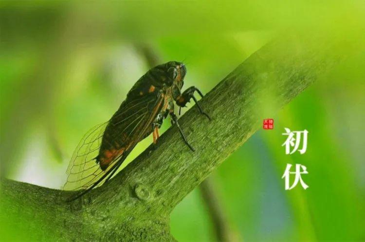 小暑初伏最湿热天气来了吃三宝清热祛湿毒