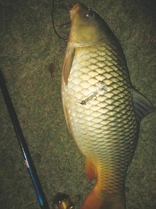 好不容易找到钓点"解毒",还好上了一条红尾鲤~(下)