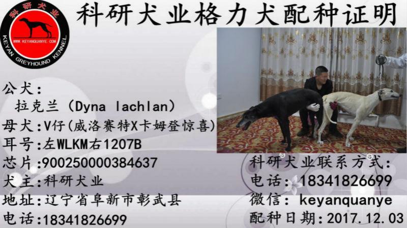 12月3日科研犬业的格力犬种母v仔使用科研犬业的格力犬种公拉克兰配种