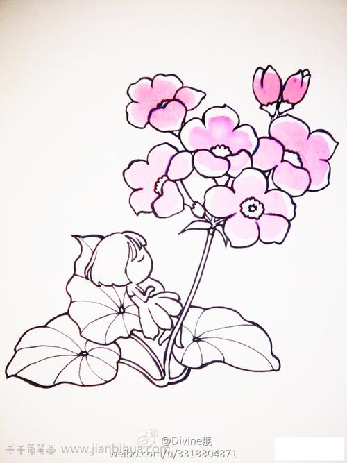 一株美女樱简笔画