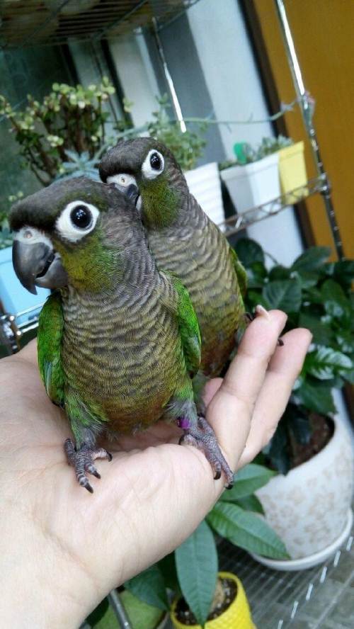  p>绿颊小太阳鹦鹉又名 a target="_blank" href="/item/绿颊锥尾鹦鹉