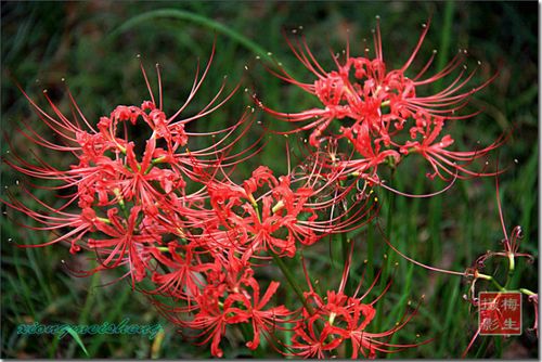 【原创】【群芳谱】彼岸花 - 一剪寒梅 - 一剪寒梅: 熊梅生的博客