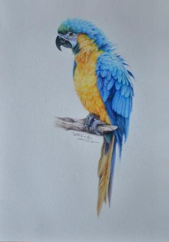 彩铅鹦鹉简笔画