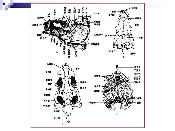 关于鲫鱼解剖的内容