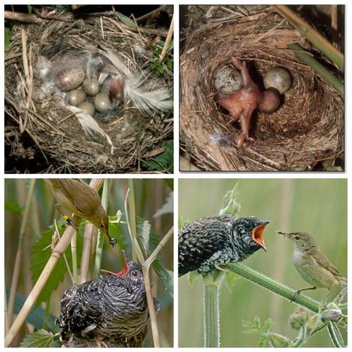 鸟趣8白腰文鸟等小林