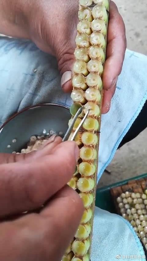 关注 老婆是福建人,生的都敢吃,这蜜蜂幼崽可是生的啊,不怕生病吗?