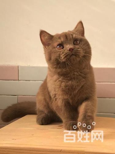 【图】- 咖啡色英短 - 沈阳铁西卫工猫猫 - 沈阳百姓网