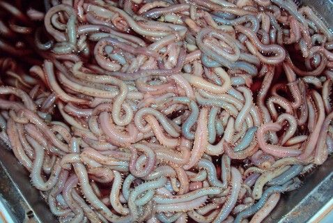 海蛆稍有一点点小的动静便缩入洞穴中,洞穴选择往往是一块中性硬土