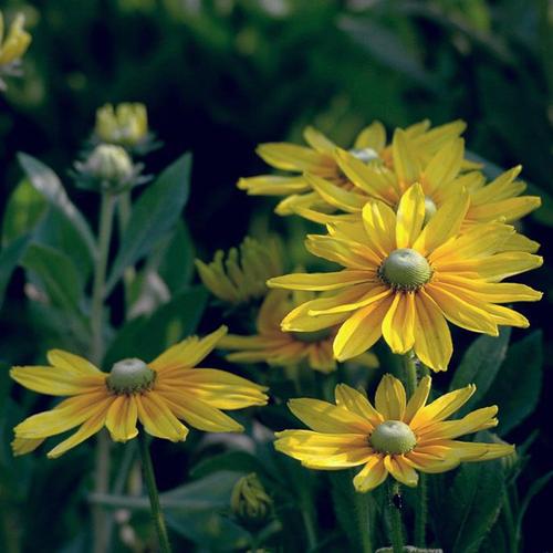 金光菊花期是什么时候金光菊如何管理养护