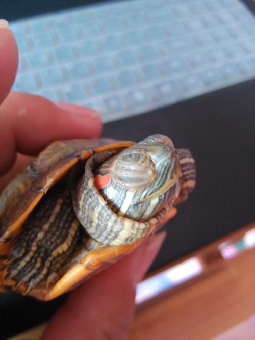 大家帮我看看,我家巴西龟是不是有白眼病了.