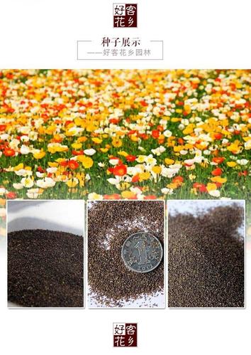 花卉种子冰岛虞美人多年生虞美人种子四季花种量大优惠货到付款
