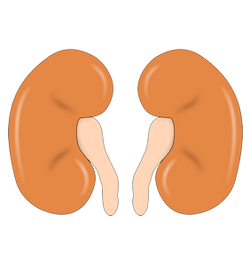卡通肾脏