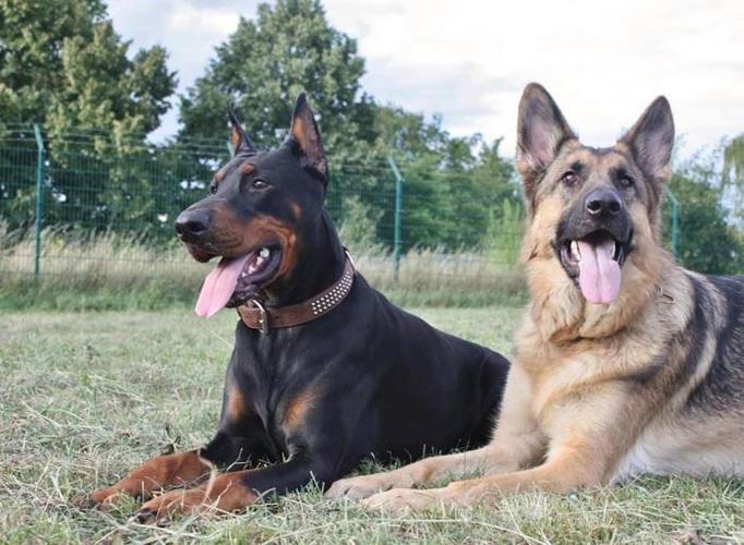 宠物狗排名前十(智商排名前10的都很聪明)