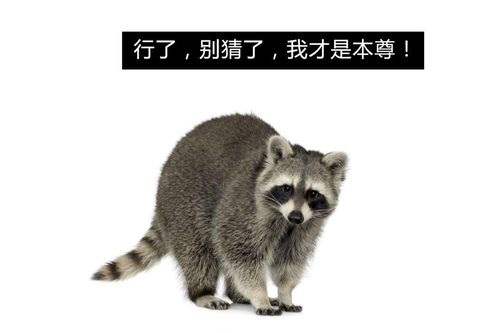 小浣熊干脆面,包装上的根本不是小浣熊?