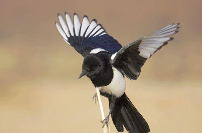 喜鹊,一条腿和翅膀还流着鲜血,便小心翼翼地将它抱回家,并找来香炉灰