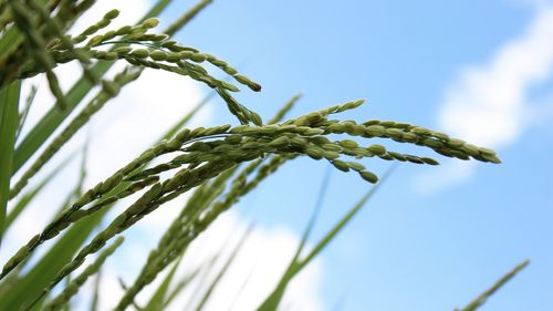 唯美稻香水稻高清桌面壁纸