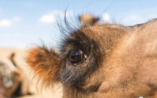 世界上睫毛最长的动物骆驼的睫毛长且浓密有内外两层