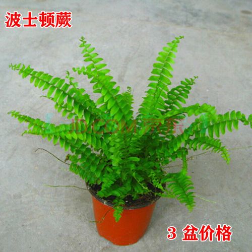 蕨类植物 盆栽蕨类植物铁线蕨盆栽植物室内波士顿蕨狼