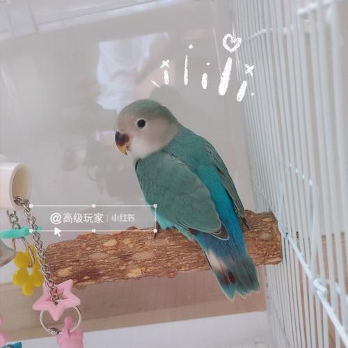 牡丹鹦鹉宝宝松石蓝银_牡丹_松石_手养牡丹鹦鹉_宠物