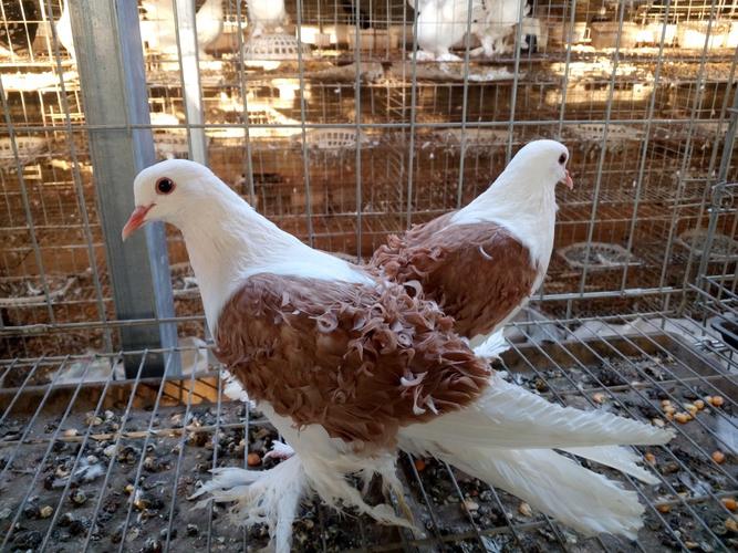 黄色马甲芙蓉鸽 黑色 红色马甲芙蓉鸽种鸽 青年鸽 报价