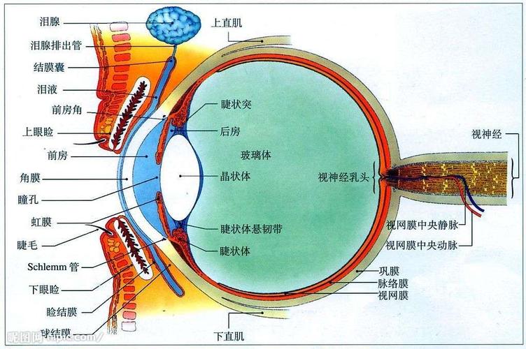 相关性:均可实时动态的显示角膜,前房,虹膜,晶状体,房角