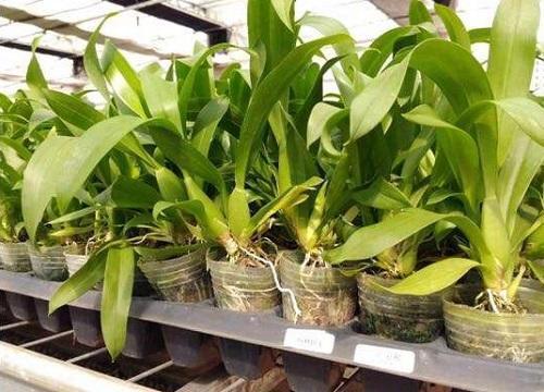 文心兰冬天还能蹭蹭长,花苞枝头乱窜,原来是这样养的