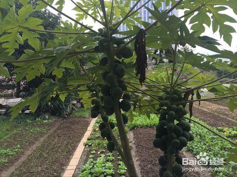 木瓜树要如何养护