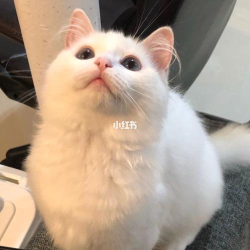 六个月啦 日渐圆润的胖脸_布偶猫_宠物_猫