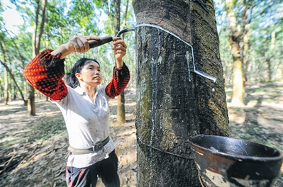 橡胶树林里,胶工忙割胶