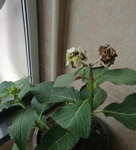刚买的绣球花,花苞黄且叶子有黑边,该怎么办?这个方法