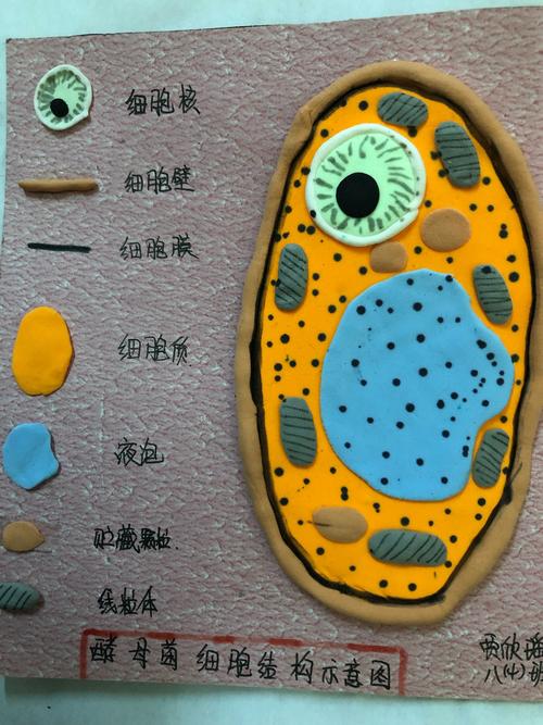 真核生物:酵母菌的结构