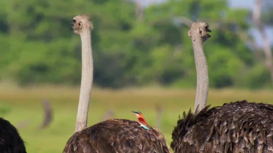 鸵鸟_1920x1080_高清视频素材下载(编号:1238105)__vj