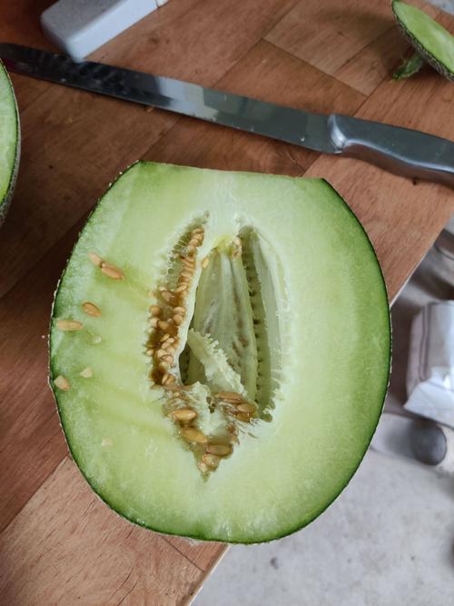 网纹瓜 海蜜9号 江苏南通