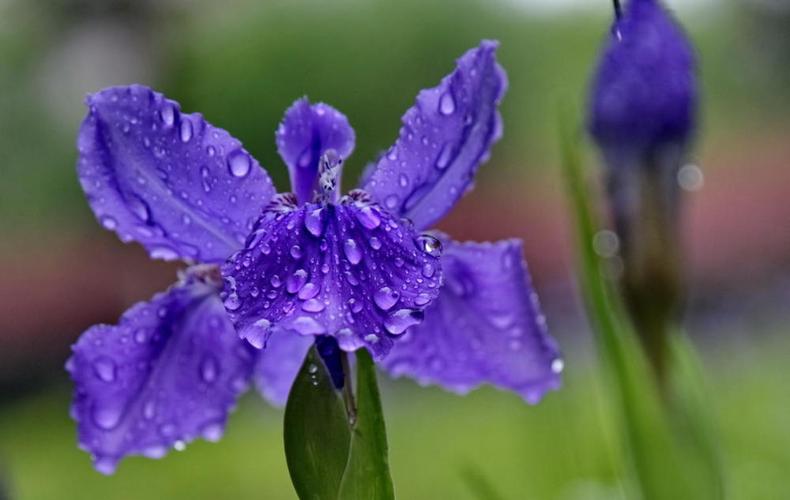 鸢尾花的花语是什么【严建设】