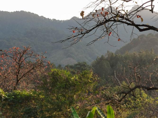 2020年11月20日从化吕田桂峰村