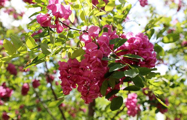 2021永寿槐花节开幕!逛槐林,咥美食,闻香而动,乡村美景在永寿