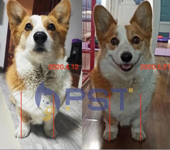 对此张老师介绍说,许多狗狗在健身时都没有训练基础,它们不会