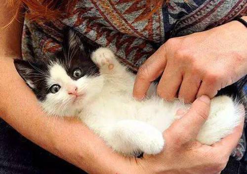 猫胀肚子揉开排气,土猫胀肚子可以揉吗?