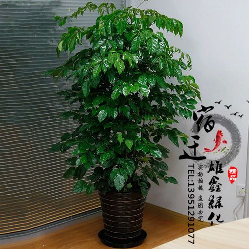 室内客厅大盆栽 幸福树 净化空气 观赏植物 平安树 幸福树盆栽